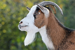 Middle aged man tortured to death over missing goat