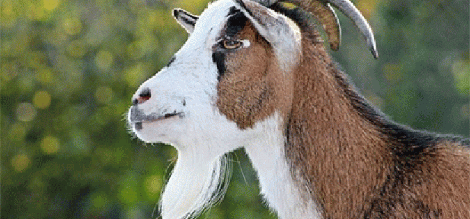 Middle aged man tortured to death over missing goat