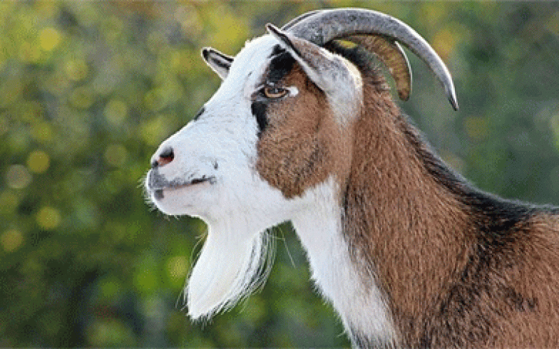 Middle aged man tortured to death over missing goat