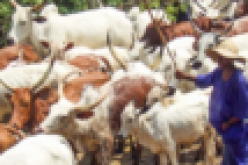 Herdsmen Crisis: Don’t declare war against fulani, Oluwo urges Yoruba nation