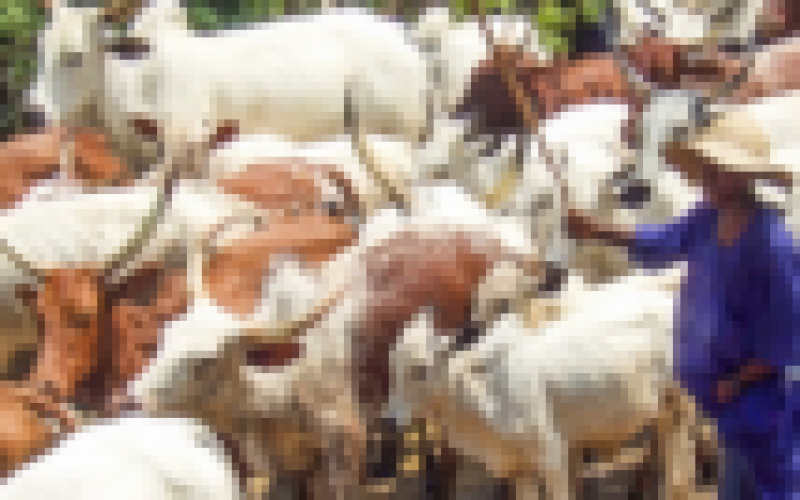 Herdsmen Crisis: Don’t declare war against fulani, Oluwo urges Yoruba nation