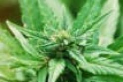 Morocco mulling legalising medicinal cannabis