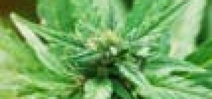 Morocco mulling legalising medicinal cannabis