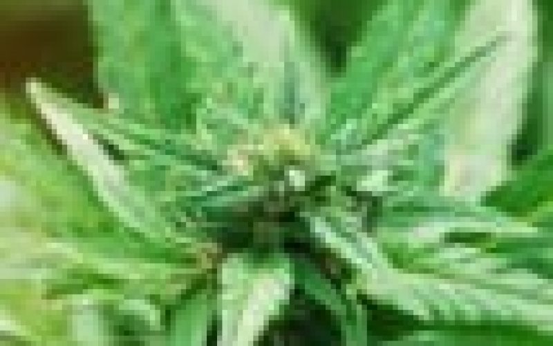 Morocco mulling legalising medicinal cannabis