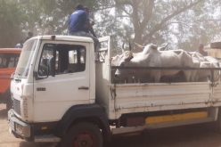 Grazing law: Benue govt releases 210 impounded cows to Fulani herders