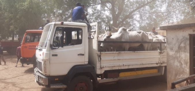 Grazing law: Benue govt releases 210 impounded cows to Fulani herders