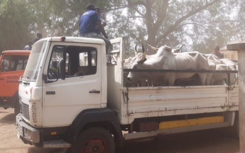 Grazing law: Benue govt releases 210 impounded cows to Fulani herders