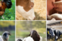 Herder/farmer clashes: FAO suggests building alternative livestock value chains