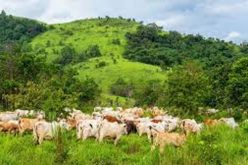 Law to ban open grazing underway in Ogun – Speaker