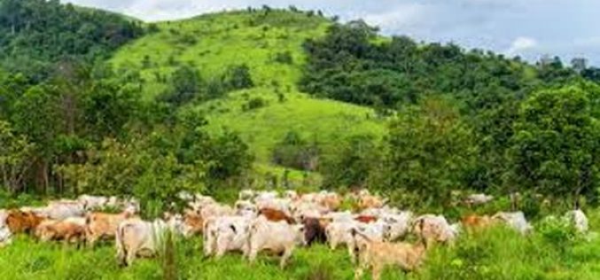 Law to ban open grazing underway in Ogun – Speaker