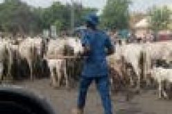 Open grazing ban: World Igbo Congress demands S-East enforcement team