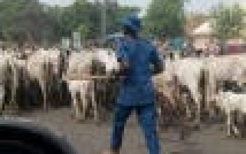 Open grazing ban: World Igbo Congress demands S-East enforcement team