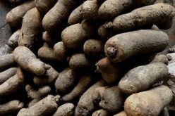 Taraba Yam Market comes alive as Tiv/Jukun crisis ebbs