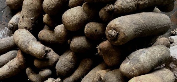 Taraba Yam Market comes alive as Tiv/Jukun crisis ebbs