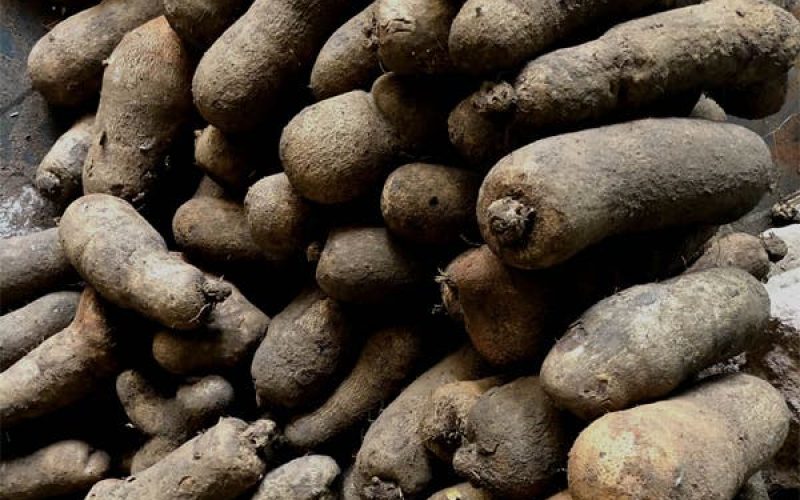 Taraba Yam Market comes alive as Tiv/Jukun crisis ebbs