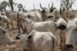 Slain herders’ cattle found dead in Zangon Kataf