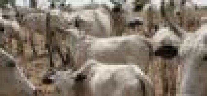 Slain herders’ cattle found dead in Zangon Kataf