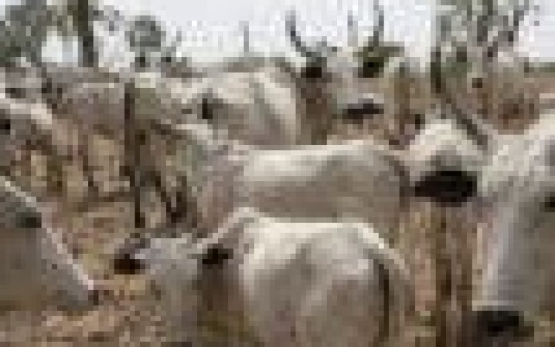 Slain herders’ cattle found dead in Zangon Kataf