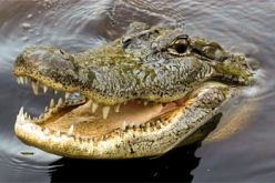 Crocodile swallows 8-year-old boy