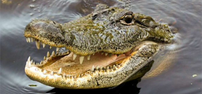Crocodile swallows 8-year-old boy