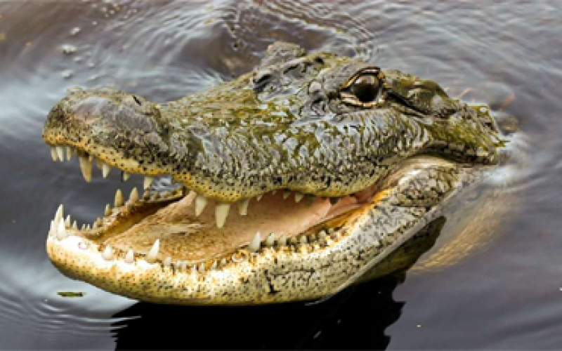 Crocodile swallows 8-year-old boy