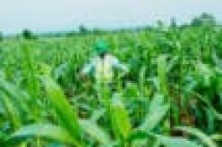 CBN facilitates release of 50,000 MT of Maize