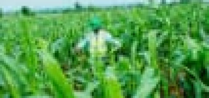 CBN facilitates release of 50,000 MT of Maize