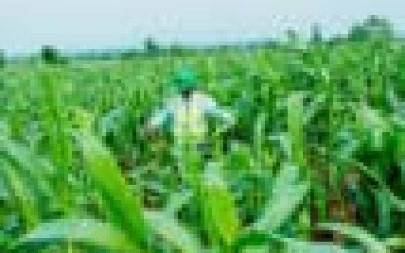 CBN facilitates release of 50,000 MT of Maize