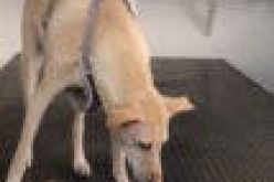 Switzerland trains sniffer dogs for detecting COVID-19