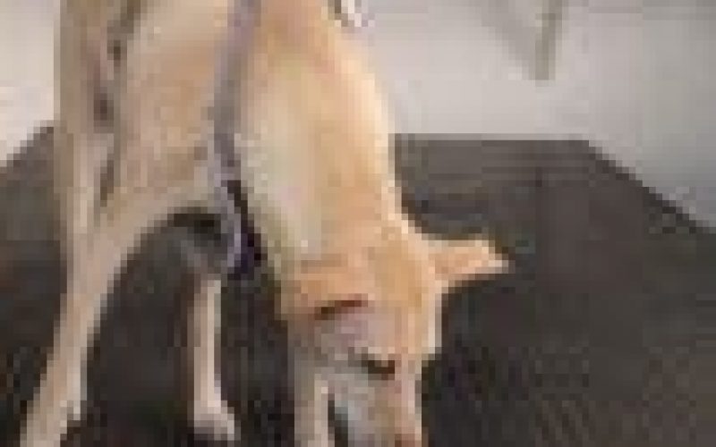Switzerland trains sniffer dogs for detecting COVID-19