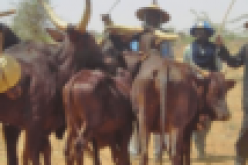 BREAKING: Fulani herdsmen attack Ngbo Community in Ebonyi