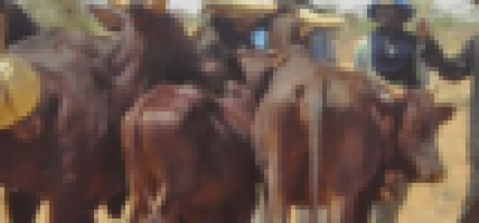Miyetti Allah claims 4 of its members killed, 17 missing in Anambra