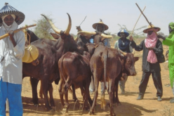 Ban on Open Grazing: South-West govs, YCE, Agbekoya blast Miyetti Allah
