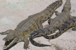 Dozens of crocodiles escape South African farm