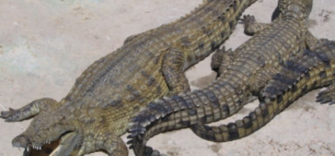 Dozens of crocodiles escape South African farm