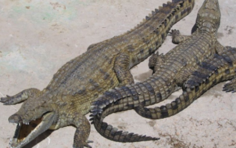 Dozens of crocodiles escape South African farm
