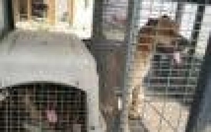 Man unleashes dogs on police team in Lagos