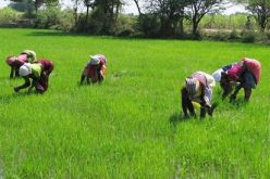 We’re treating agriculture as moneymaking business – FG