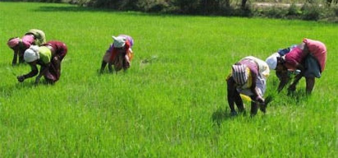We’re treating agriculture as moneymaking business – FG