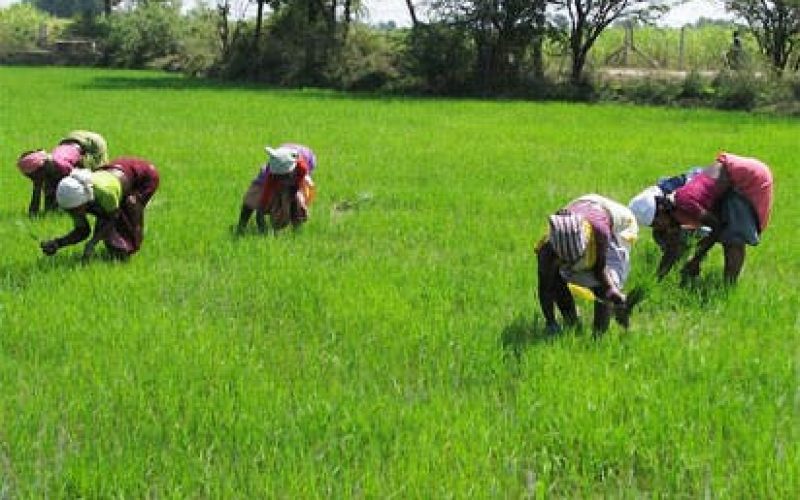 We’re treating agriculture as moneymaking business – FG