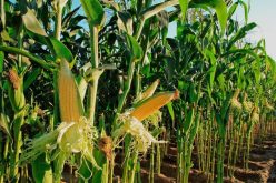 Stakeholders speak on release of 300, 000mt of maize under Anchor Borrowers Programme