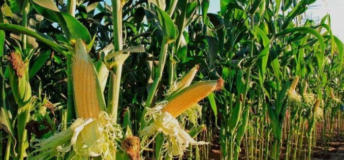 Aflatoxins: Stakeholders commend HarvestField’s Aflasafe for salvaging maize production
