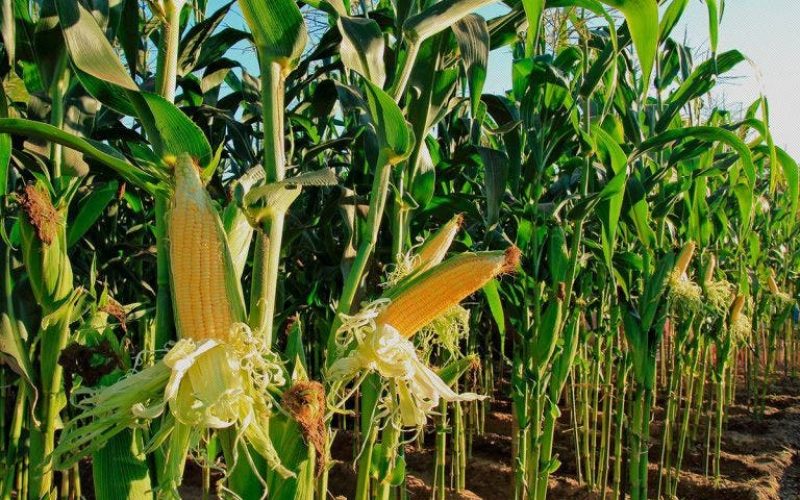 Aflatoxins: Stakeholders commend HarvestField’s Aflasafe for salvaging maize production