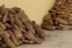 FG builds capacity of women, youths on modern yam processing