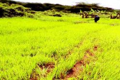 Benin Republic seeks Nigeria’s collaboration on rice production