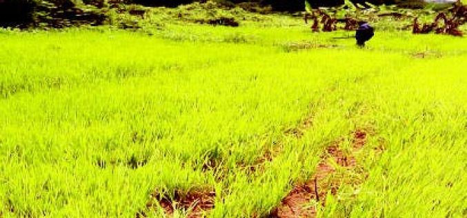 Benin Republic seeks Nigeria’s collaboration on rice production