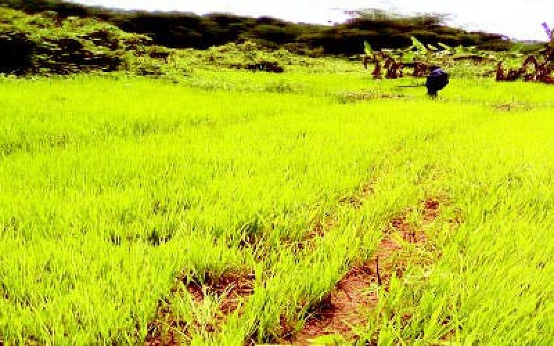 Benin Republic seeks Nigeria’s collaboration on rice production