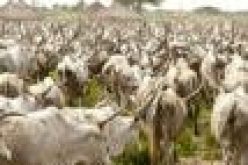Cattle breeders in the southeast poised to establish ranches