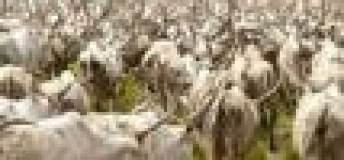 Easter: Foundation donates 24 cows, 240 bags of rice, others to Abia workers