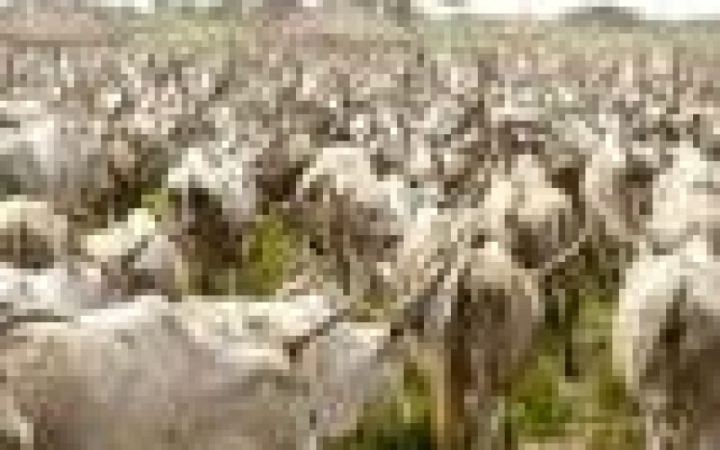 Cattle breeders in the southeast poised to establish ranches